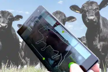 Aplicativo para pesar gado usando fotos do celular